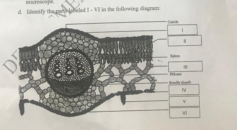 microscope d identify the parts labeled i vi in the following diagram