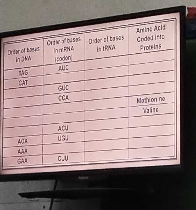 Order of baspes in DNA Order of bases in mRNA...