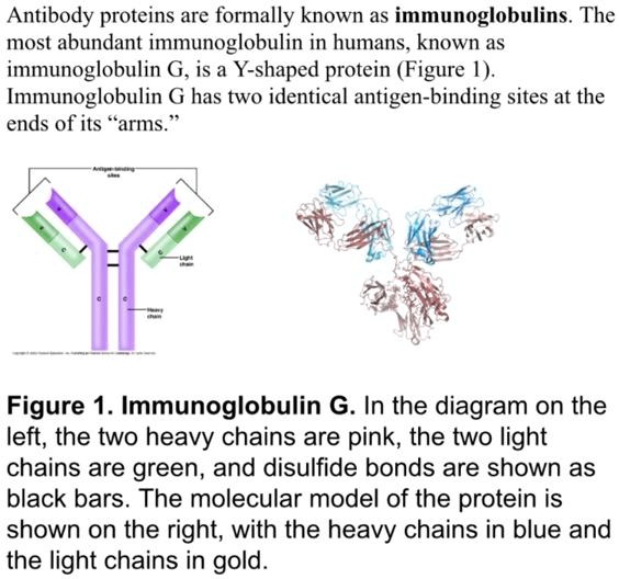 SOLVED: Antibody proteins are formally known as immunoglobulins. The ...