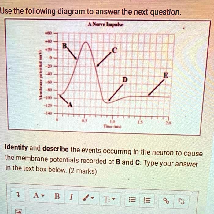 Solved Use The Following Diagram To Answer The Next Question A Neuron