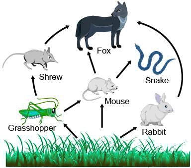 SOLVED: 'The diagram shows a forest food web. Which organism is both a