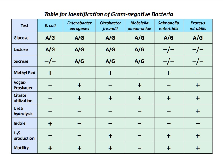 SOLVED: Table for Identification of Gram-negative Bacteria Enterobacter ...