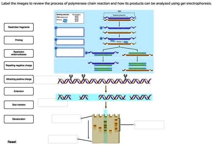 SOLVED: Labcl the images Yicy the process r Doimerase chain reaction ...