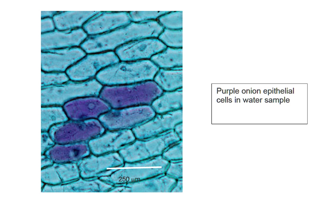 SOLVED Purple onion epithelial cells in water sample 250 um