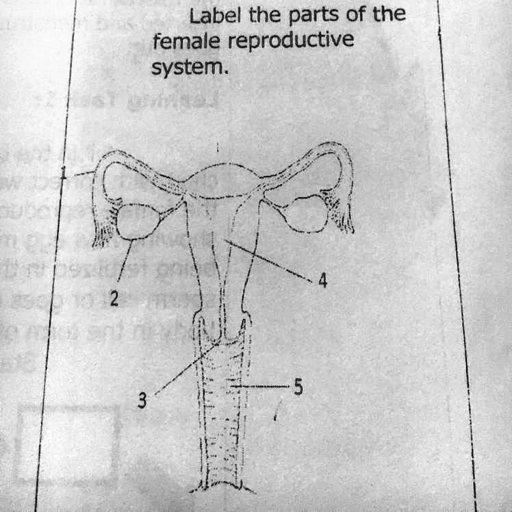 VIDEO solution: 'Learning task 2: label the parts of female ...