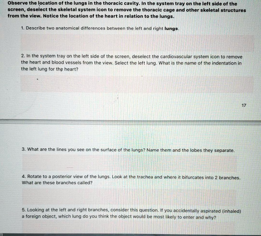 VIDEO solution Observe the location of the lungs in the thoracic