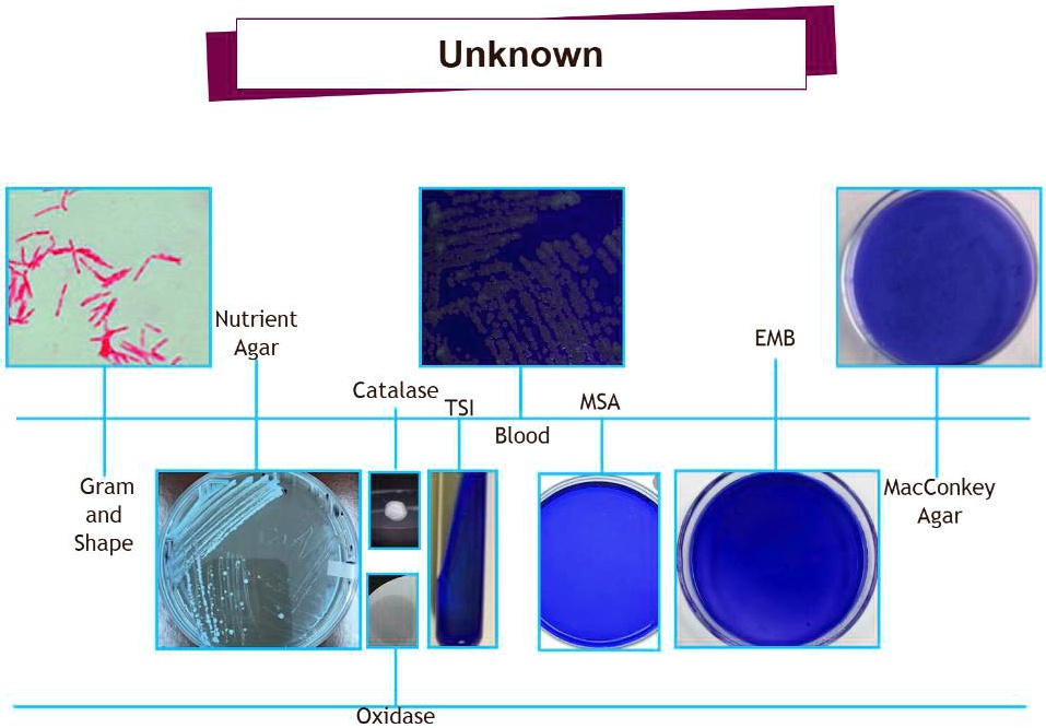 SOLVED:Unknown Nutrient Agar EMB Catalase TSI MSA Blood Gram and Shape ...