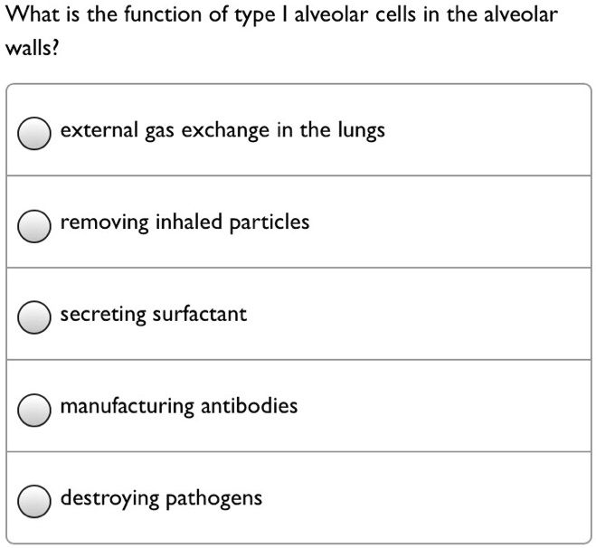 SOLVED: What is the function of type alveolar cells in the alveolar ...