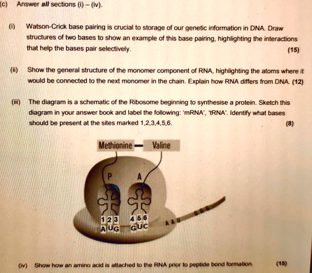 SOLVED (c) Answer all sections () (iv) WatsonCrick base pairing is