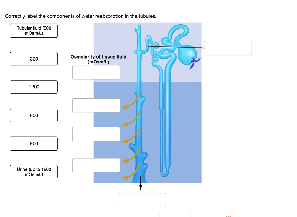 SOLVED Correctly label the components of water reabsorption in the