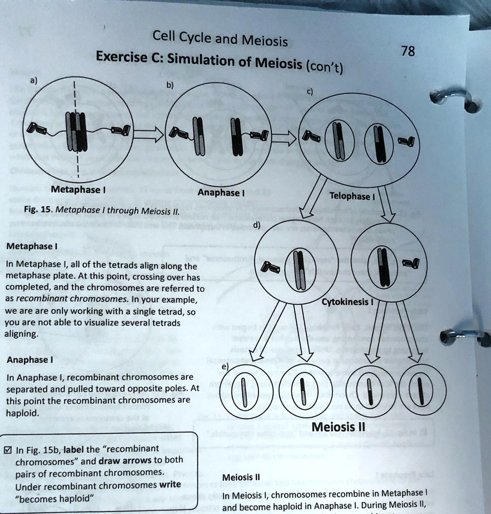 SOLVED: 'Cell Cycle and Meiosis Exercise C: Simulation of Meiosis (con ...