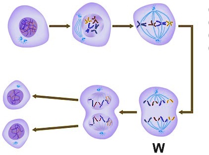 SOLVED: 'PLEASE ANSWER! THIS IS URGENT! 15 POINTS! Examine the diagram ...