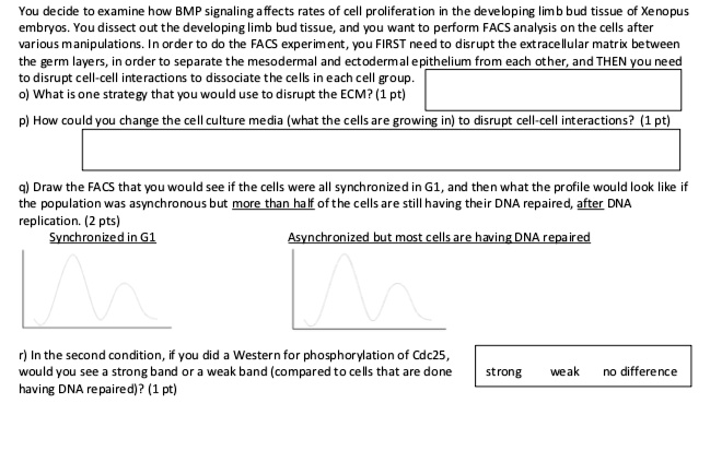 You decide to examine how BMP signaling affects rates of cell proliferation in the developing limb bud tissue of Xenopus embryos. You dissect out the developing limb bud tissue, and you want to perform FACS analysis on the cells after various manipulations. In order to do the FACS experiment, you FIRST need to disrupt the extracellular matrix between the germ layers, in order to separate the mesodermal and ectodermal epithelium from each other, and THEN you need to disrupt cell-cell interactions to dissociate the cells in each cell group.
o) What is one strategy that you would use to disrupt the ECM? (1 pt)
p) How could you change the cell culture media (what the cells are growing in) to disrupt cell-cell interactions? (1 pt)
q) Draw the FACS that you would see if the cells were all synchronized in G1, and then what the profile would look like if the population was asynchronous but more than half of the cells are still having their DNA repaired, after DNA replication. (2 pts)
Synchronized in G1
Asynchronized but most cells are having DNA repaired
r) In the second condition, if you did a Western for phosphorylation of Cdc25, would you see a strong band or a weak band (compared to cells that are done having DNA repaired)? (1 pt)
strong weak no difference