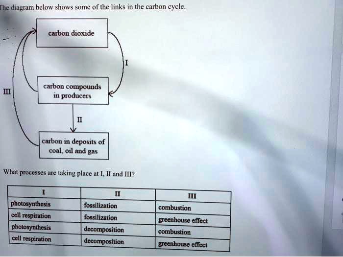 The diagram below shows some of the links in the carbon cycle.
carbon dioxide
carbon compounds in producers
carbon in deposits of coal, oil and gas
What processes are taking place at I, II and III?
I II III
photosynthesis fossilization combustion
cell respiration fossilization greenhouse effect
photosynthesis decomposition combustion
cell respiration decomposition greenhouse effect