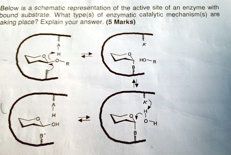 below is a schematic representation of the active site of an enzyme ...