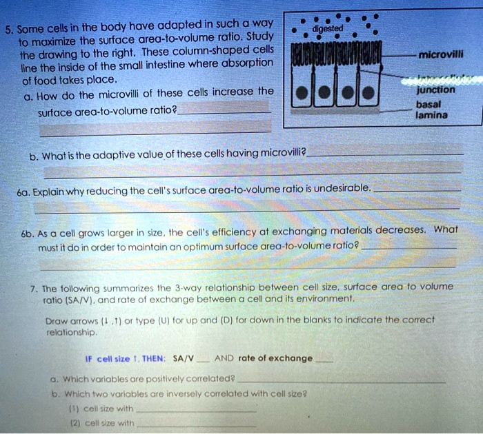 SOLVED Some cells in the body have adapted in such a way to maximize