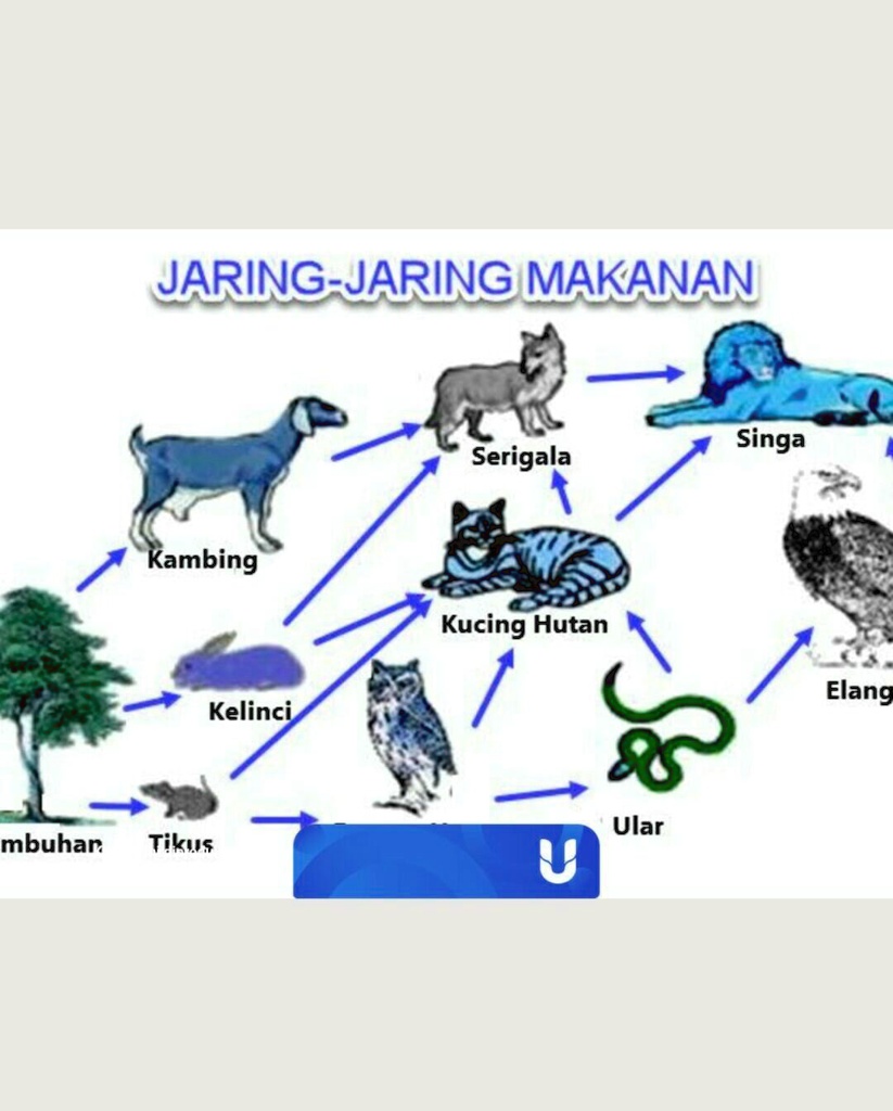 SOLVED: Perhatikan gambar tentang Jaring jaring makanandi bawah ini ...