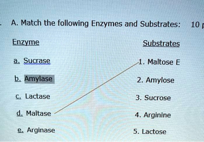 A Match The Following Enzymes And Substrates: 10Enzym… - SolvedLib