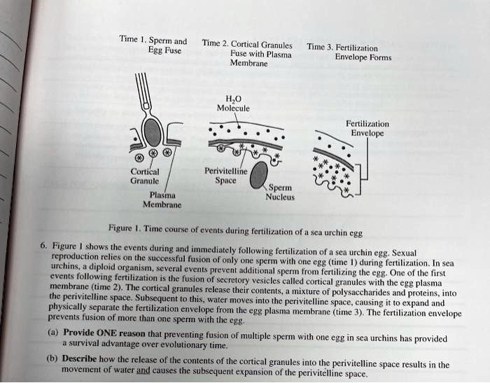 Time 1. Sperm and Egg Fuse
Time 2. Cortical Granules Fuse with Plasma Membrane
Time 3. Fertilization Envelope Forms
H2O Molecule
Fertilization Envelope
Cortical Granule
Plasma Membrane
Perivitelline Space
Sperm Nucleus
Figure 1. Time course of events during fertilization of a sea urchin egg
6. Figure 1 shows the events during and immediately following fertilization of a sea urchin egg. Sexual reproduction relies on the successful fusion of only one sperm with one egg (time 1) during fertilization. In sea urchins, a diploid organism, several events prevent additional sperm from fertilizing the egg. One of the first events following fertilization is the fusion of secretory vesicles called cortical granules with the egg plasma membrane (time 2). The cortical granules release their contents, a mixture of polysaccharides and proteins, into the perivitelline space. Subsequent to this, water moves into the perivitelline space, causing it to expand and physically separate the fertilization envelope from the egg plasma membrane (time 3). The fertilization envelope prevents fusion of more than one sperm with the egg.
(a) Provide ONE reason that preventing fusion of multiple sperm with one egg in sea urchins has provided a survival advantage over evolutionary time.
(b) Describe how the release of the contents of the cortical granules into the perivitelline space results in the movement of water and causes the subsequent expansion of the perivitelline space.