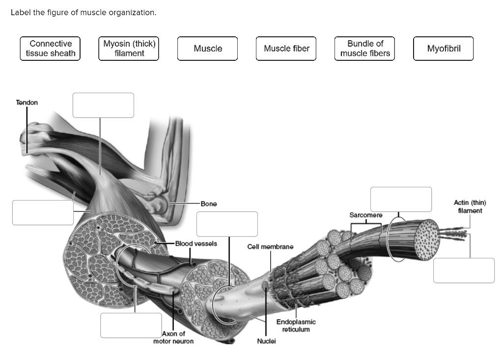 SOLVED Label the figure of muscle organization. Connective tissue