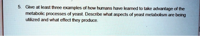 5. Give at least three examples of how humans have learned to take advantage of the metabolic processes of yeast. Describe what aspects of yeast metabolism are being utilized and what effect they produce.