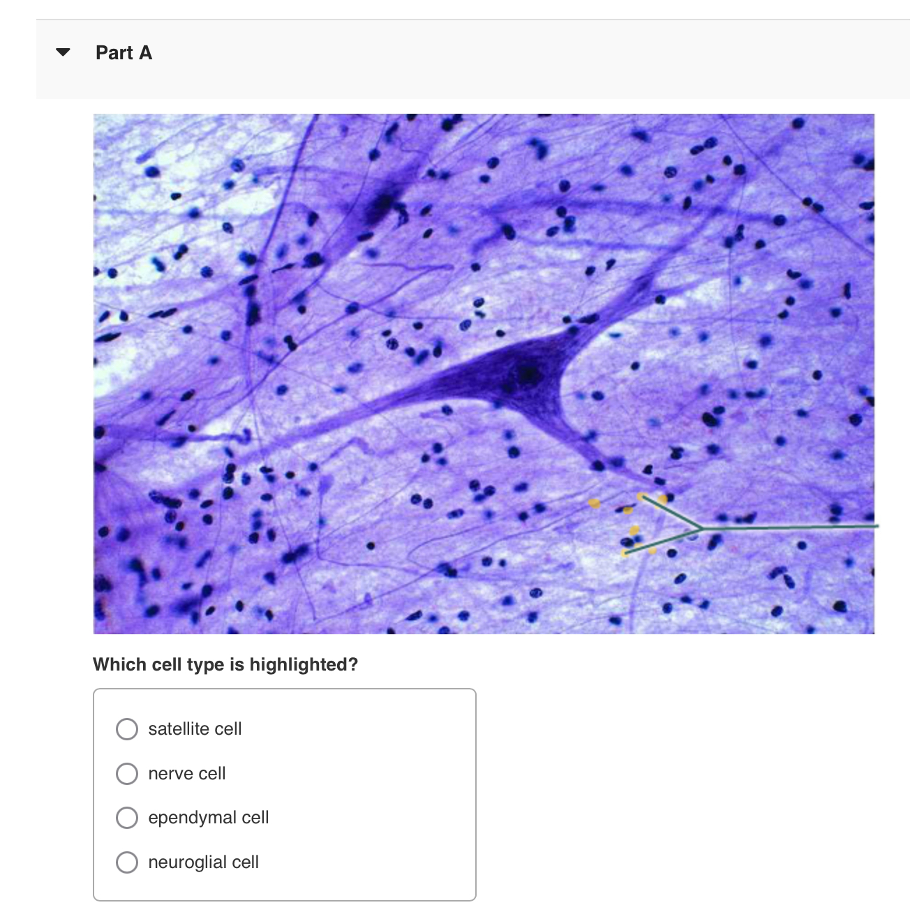 Part A Which cell type is highlighted? satellite cell nerve cell ...