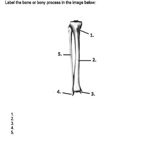 Label the bone or bony process in the image below:
1.
2.
3.
4.
5.
