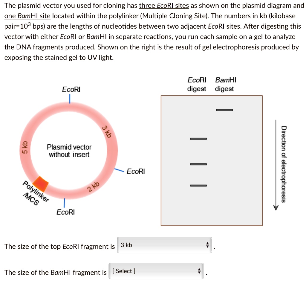 SOLVED: The Plasmid Vector You Used For Cloning Has Three EcoRI Sites ...