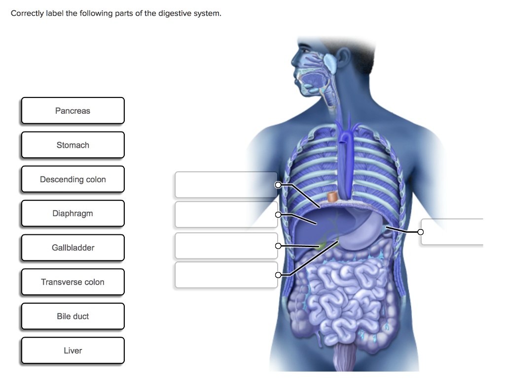 Correctly Label The Following Tissues Of The Digestive Tract. Label the parts of the digestive system Correctly label the following