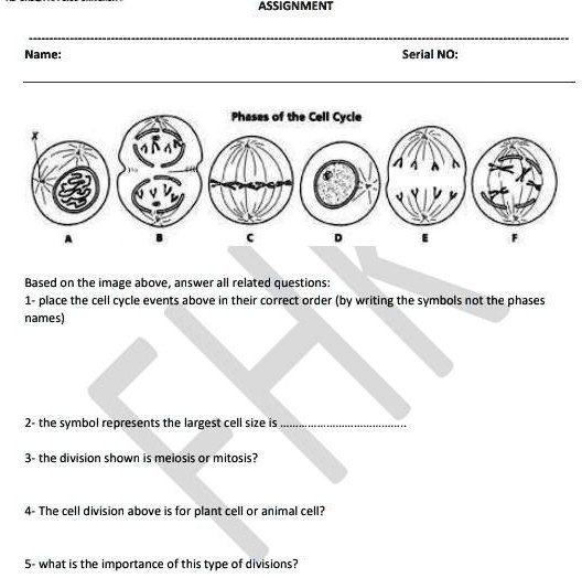 SOLVED: Assignment Name Serial No: Phases of the Cell Cycle Based on ...