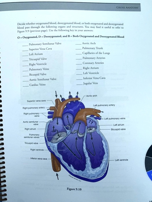 SOLVED GROSS ANATOMY Pulmonary Semilunar Valve Superior Vena Cava Left