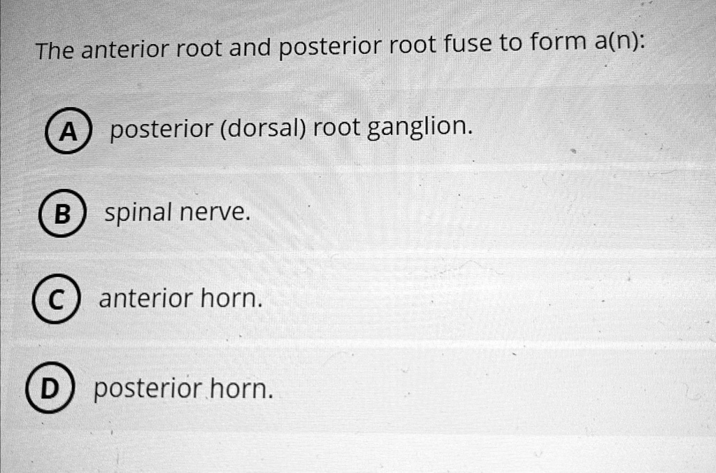 The anterior root and posterior root fuse to form a(n) posterior
