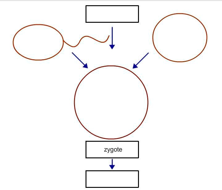 SOLVED 'An adult fruit fly has eight total chromosomes and reproduces