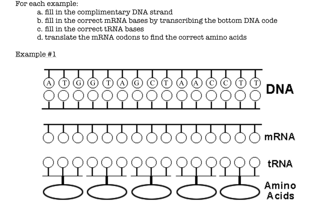 Solved For Each Example A Fill In The Complementary Dna Strand B