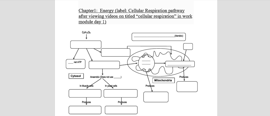 SOLVED: Chapterl: Energy (label: Cellular Respiration pathway afterviewing  videos on titled 