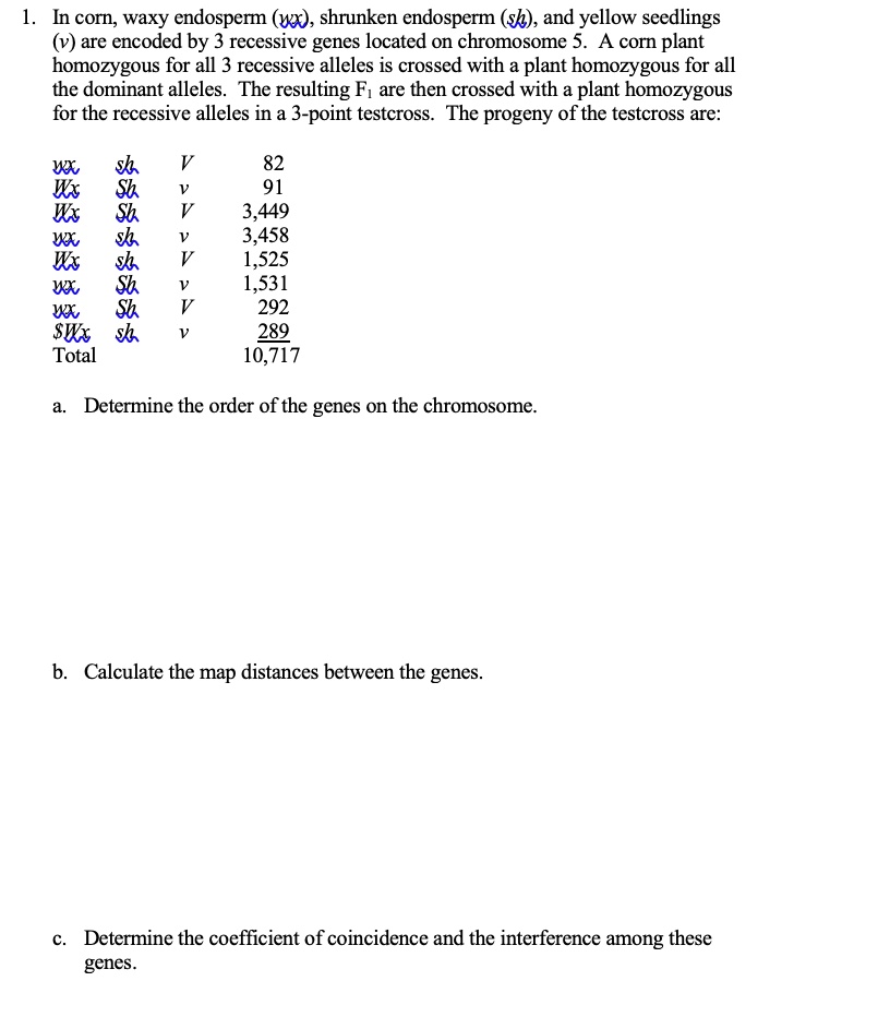 1. In corn, waxy endosperm (wx), shrunken endosperm (sh), and yellow seedlings (v) are encoded by 3 recessive genes located on chromosome 5. A corn plant homozygous for all 3 recessive alleles is crossed with a plant homozygous for all the dominant alleles. The resulting F1 are then crossed with a plant homozygous for the recessive alleles in a 3-point testcross. The progeny of the testcross are:
wx sh V 82
Wx Sh v 91
Wx sh V 3,449
wx sh v 3,458
Wx sh v 1,525
wx Sh V 1,531
wx sh V 292
Wx Sh v 289
Total 10,717
a. Determine the order of the genes on the chromosome.
b. Calculate the map distances between the genes.
c. Determine the coefficient of coincidence and the interference among these genes.