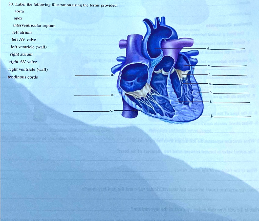 SOLVED: Label the following illustration using the terms provided ...