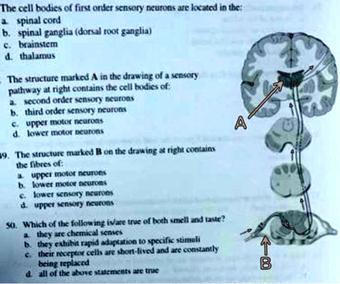 The cell bodies of first-order sensory neurons are located in the ...