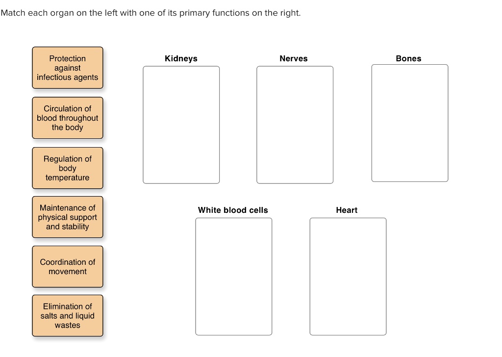 SOLVED: Match each organ on the left with one of its primary functions ...