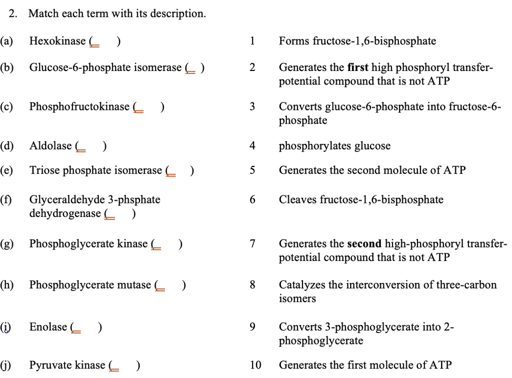2. Match each term with its description.
(a) Hexokinase ( )
1 Forms fructose-1,6-bisphosphate
(b) Glucose-6-phosphate isomerase ( )
2 Generates the first high phosphoryl transfer-potential compound that is not ATP
(c) Phosphofructokinase ( )
3 Converts glucose-6-phosphate into fructose-6-phosphate
(d) Aldolase ( )
4 phosphorylates glucose
(e) Triose phosphate isomerase ( )
5 Generates the second molecule of ATP
(f) Glyceraldehyde 3-phsphate dehydrogenase ( )
6 Cleaves fructose-1,6-bisphosphate
(g) Phosphoglycerate kinase ( )
7 Generates the second high-phosphoryl transfer-potential compound that is not ATP
(h) Phosphoglycerate mutase ( )
8 Catalyzes the interconversion of three-carbon isomers
(i) Enolase ( )
9 Converts 3-phosphoglycerate into 2-phosphoglycerate
(j) Pyruvate kinase ( )
10 Generates the first molecule of ATP