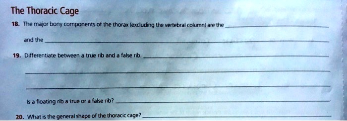The Thoracic Cage
18. The major bony components of the thorax (excluding the vertebral column) are the
and the
19. Differentiate between a true rib and a false rib.
Is a floating rib a true or a false rib?
20. What is the general shape of the thoracic cage?