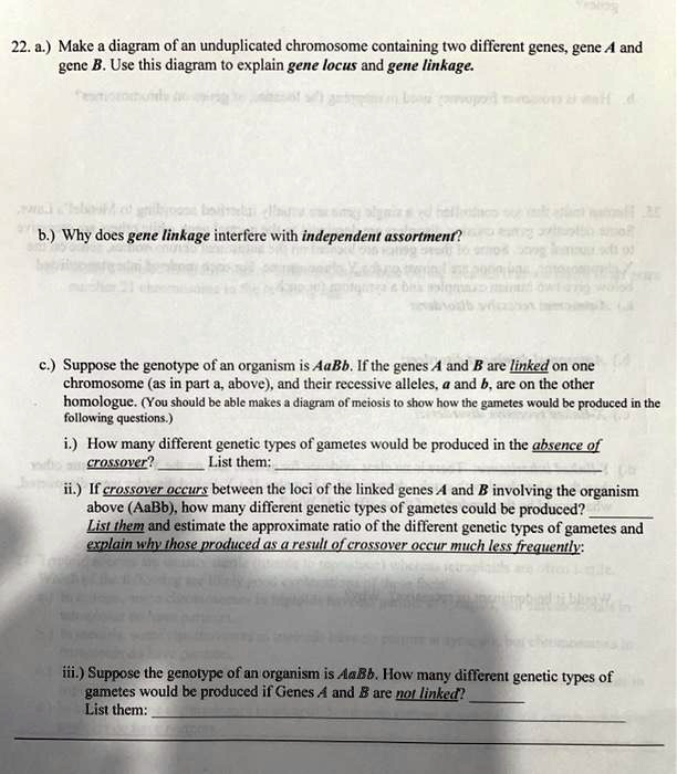 22. a.) Make a diagram of an unduplicated chromosome containing two different genes, gene A and gene B. Use this diagram to explain gene locus and gene linkage.

b.) Why does gene linkage interfere with independent assortment?

c.) Suppose the genotype of an organism is AaBb. If the genes A and B are linked on one chromosome (as in part a, above), and their recessive alleles, a and b, are on the other homologue. (You should be able makes a diagram of meiosis to show how the gametes would be produced in the following questions.)
i.) How many different genetic types of gametes would be produced in the absence of crossover? List them:
ii.) If crossover occurs between the loci of the linked genes A and B involving the organism above (AaBb), how many different genetic types of gametes could be produced?
List them and estimate the approximate ratio of the different genetic types of gametes and explain why those produced as a result of crossover occur much less frequently:

iii.) Suppose the genotype of an organism is AaBb. How many different genetic types of gametes would be produced if Genes A and B are not linked?
List them: