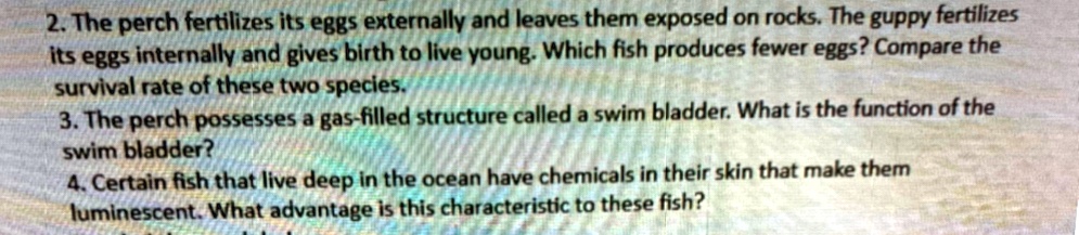 2. The perch fertilizes its eggs externally and leaves them exposed on rocks. The guppy fertilizes
its eggs internally and gives birth to live young. Which fish produces fewer eggs? Compare the
survival rate of these two species.
3. The perch possesses a gas-filled structure called a swim bladder. What is the function of the
swim bladder?
4. Certain fish that live deep in the ocean have chemicals in their skin that make them
 luminescent. What advantage is this characteristic to these fish?