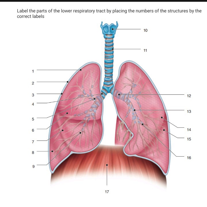 SOLVED: Label the parts of the lower respiratory tract by placing the ...