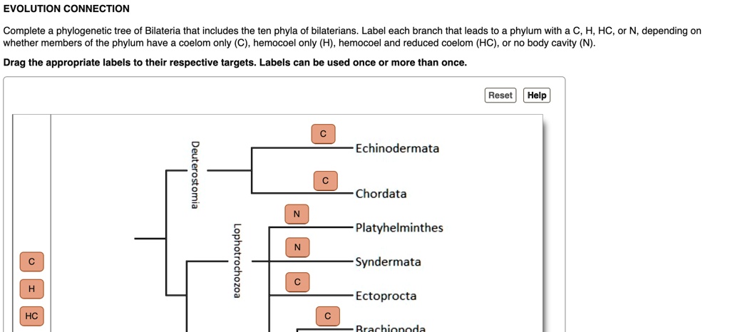 VIDEO solution: EVOLUTION CONNECTION Complete phylogenetic tree of ...