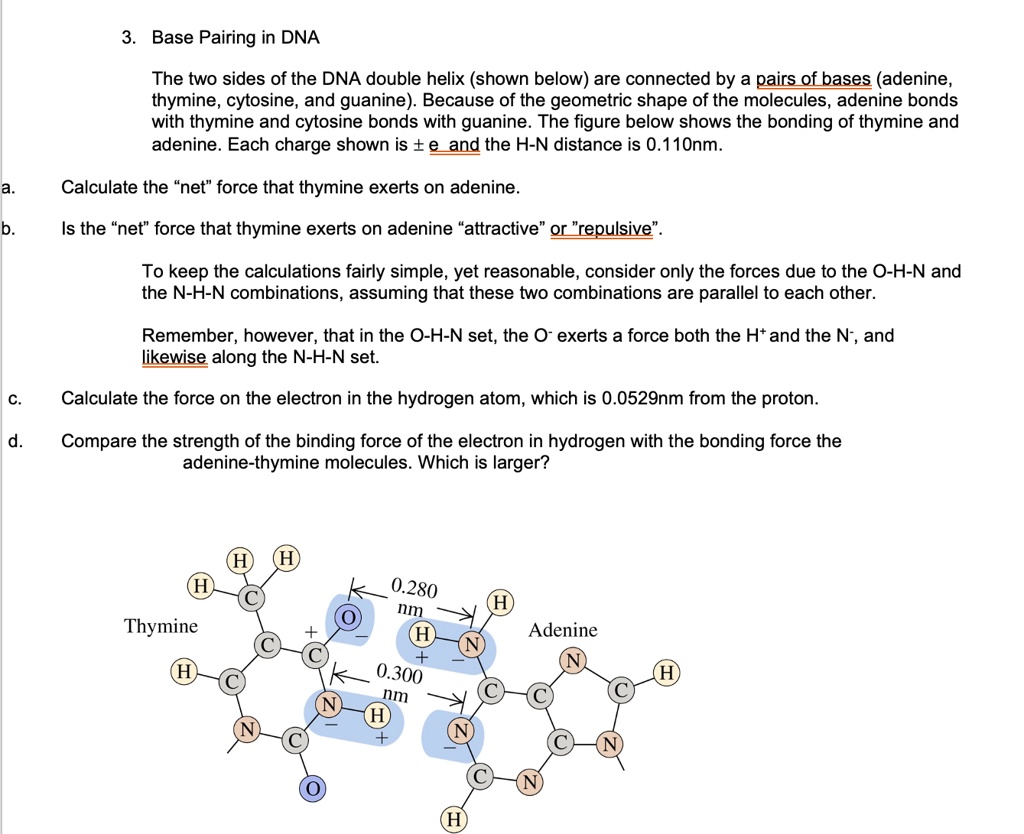 SOLVED Base Pairing in DNA The two sides of the DNA double helix