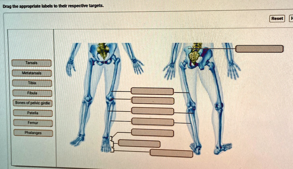 drag the appropriate labels to their respective targets tarsals ...
