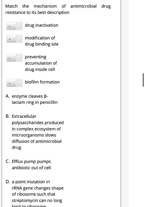 Match the mechanism of antimicrobial drug resistance to its best description

drug inactivation

modification of drug binding site

preventing accumulation of drug inside cell

biofilm formation

A. enzyme cleaves ?-lactam ring in penicillin

B. Extracellular polysaccharides produced in complex ecosystem of microorganisms slows diffusion of antimicrobial drug

C. Efflux pump pumps antibiotic out of cell

D. a point mutation in rRNA gene changes shape of ribosome such that streptomycin can no long bind to ribosome