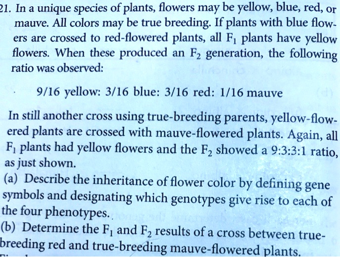 21. In a unique species of plants, flowers may be yellow, blue, red, or