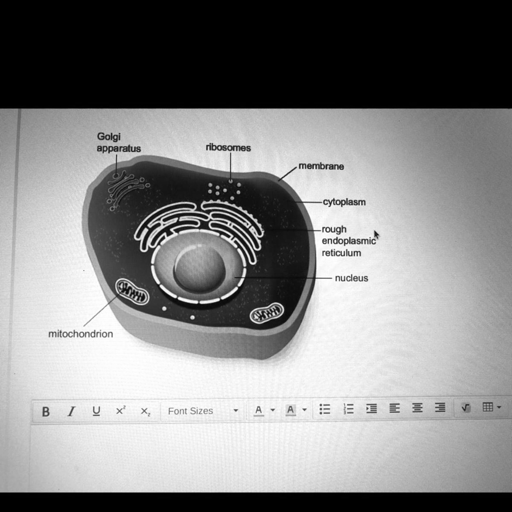 SOLVED 'The diagram shows a model of an animal cell. Explain how you’d